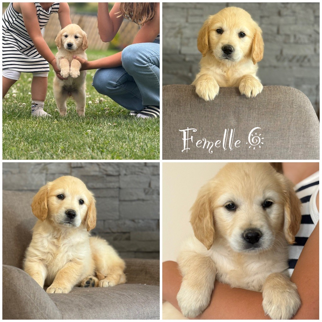 Des Terres De L'Avesnois - Chiots disponibles - Golden Retriever