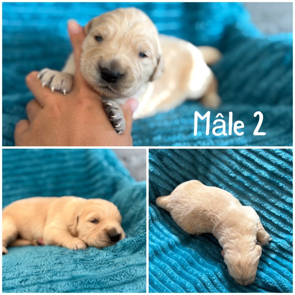 Des Terres De L'Avesnois - Chiots disponibles - Golden Retriever