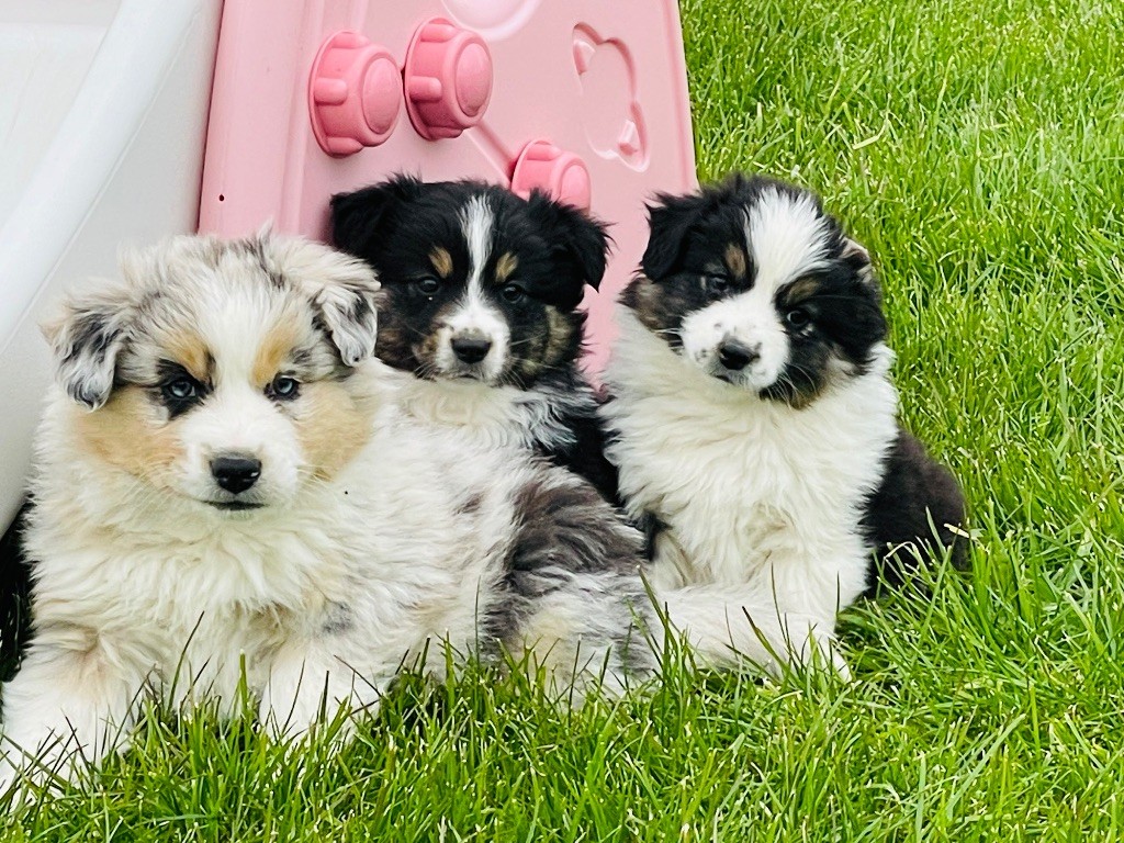 Chiot Berger Américain Miniature  Des Terres De L'Avesnois