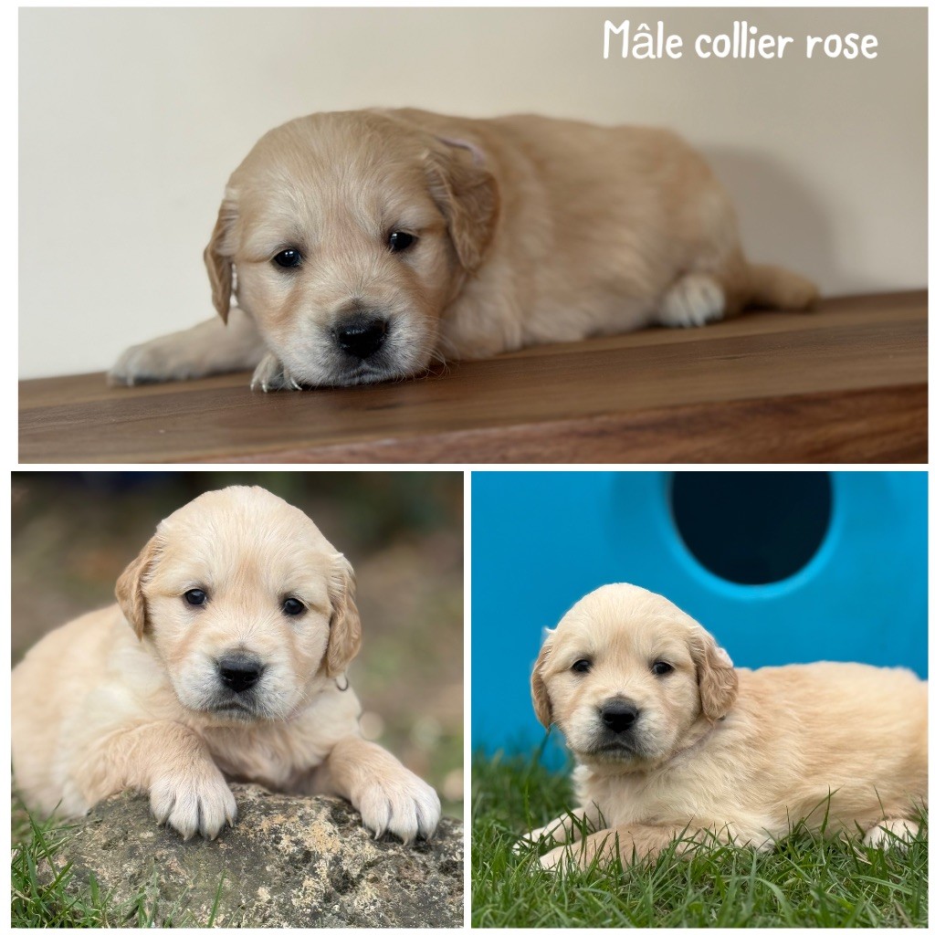 Des Terres De L'Avesnois - Chiots disponibles - Golden Retriever
