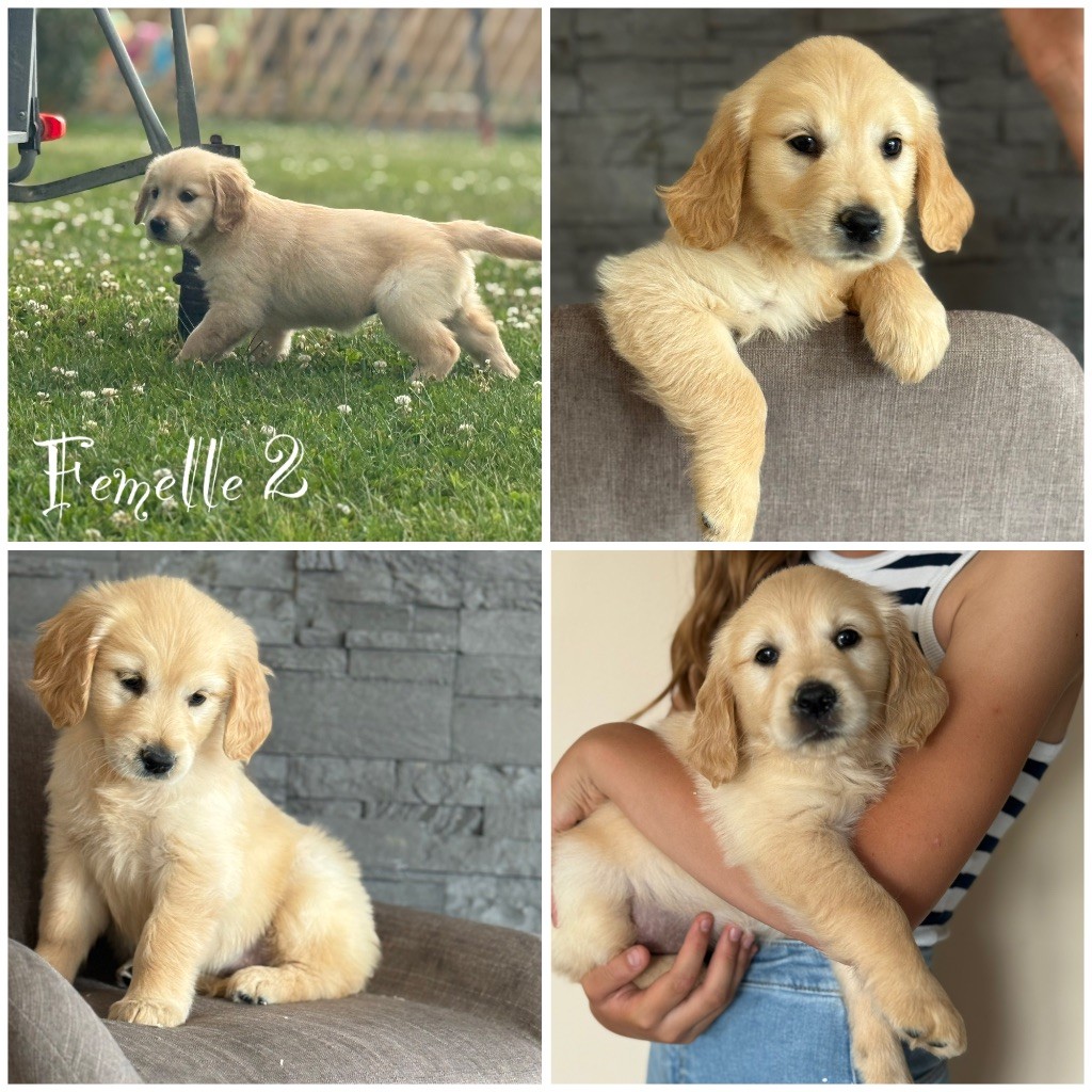 Des Terres De L'Avesnois - Chiots disponibles - Golden Retriever