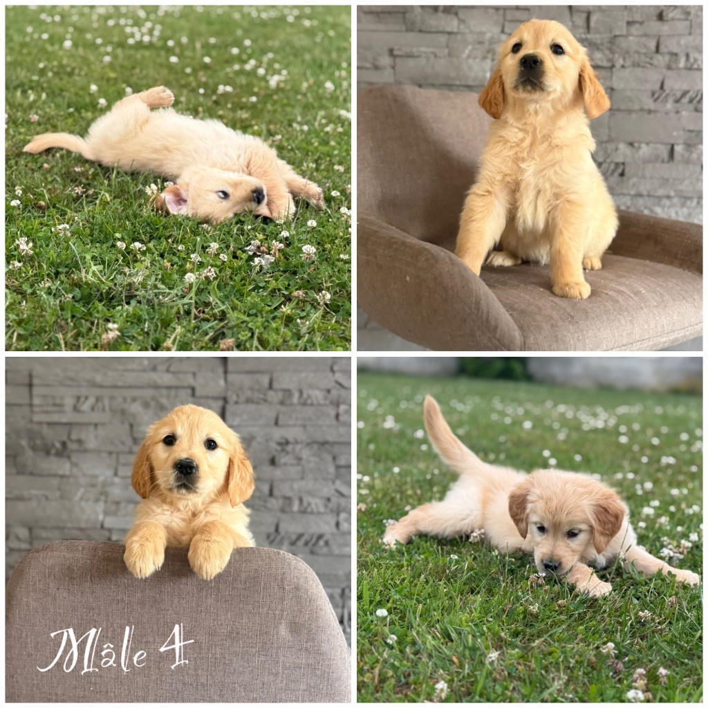 Des Terres De L'Avesnois - Chiots disponibles - Golden Retriever
