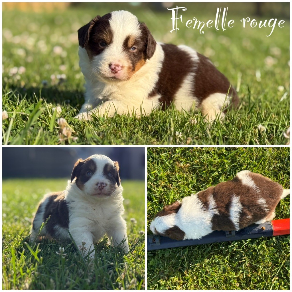 Des Terres De L'Avesnois - Chiots disponibles - Berger Américain Miniature 