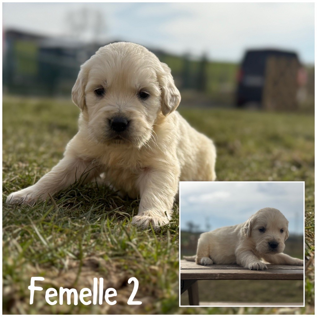 Des Terres De L'Avesnois - Chiots disponibles - Golden Retriever