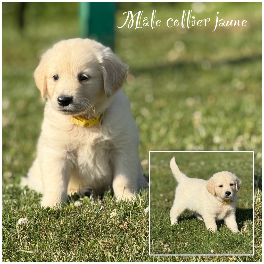 Des Terres De L'Avesnois - Chiots disponibles - Golden Retriever