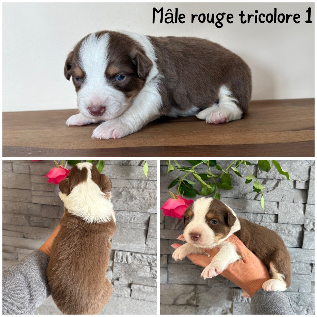 Des Terres De L'Avesnois - Chiots disponibles - Berger Américain Miniature 
