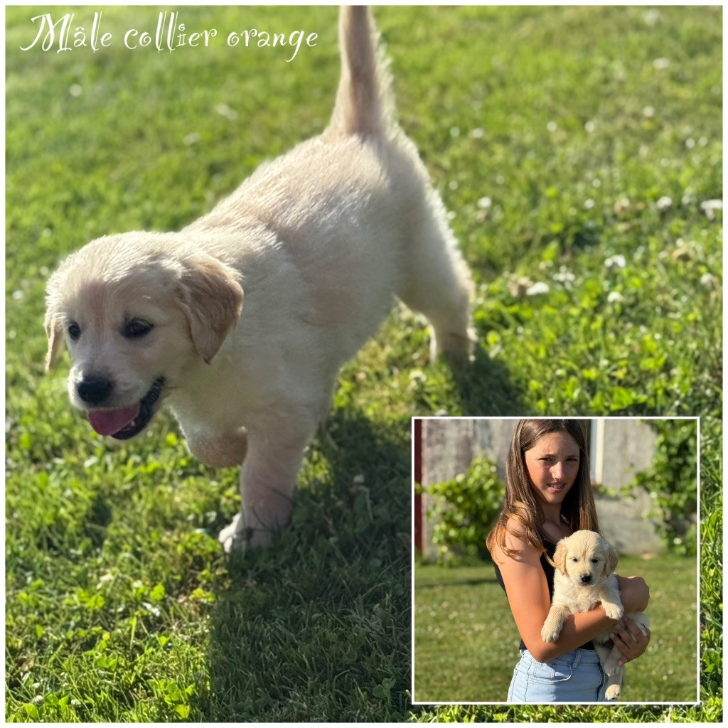 Des Terres De L'Avesnois - Chiots disponibles - Golden Retriever