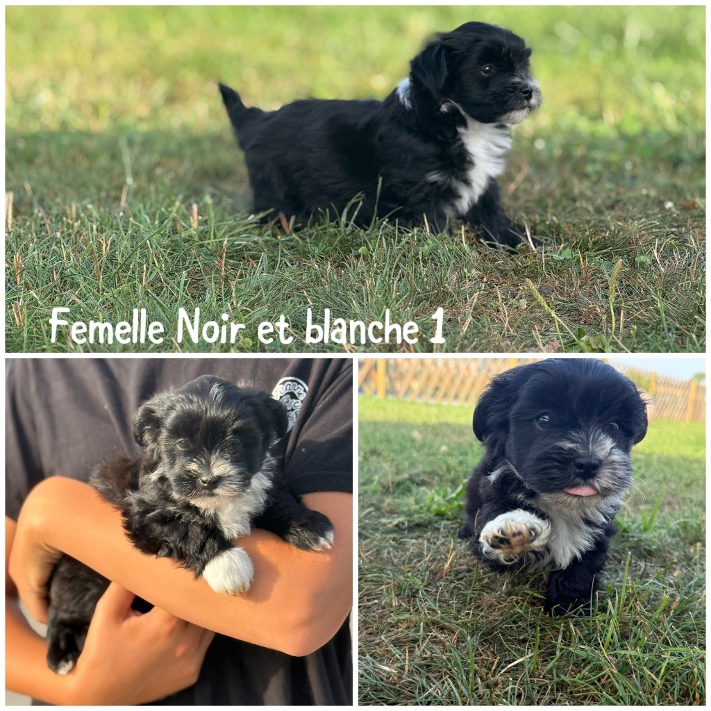 Des Terres De L'Avesnois - Chiots disponibles - Bichon Havanais