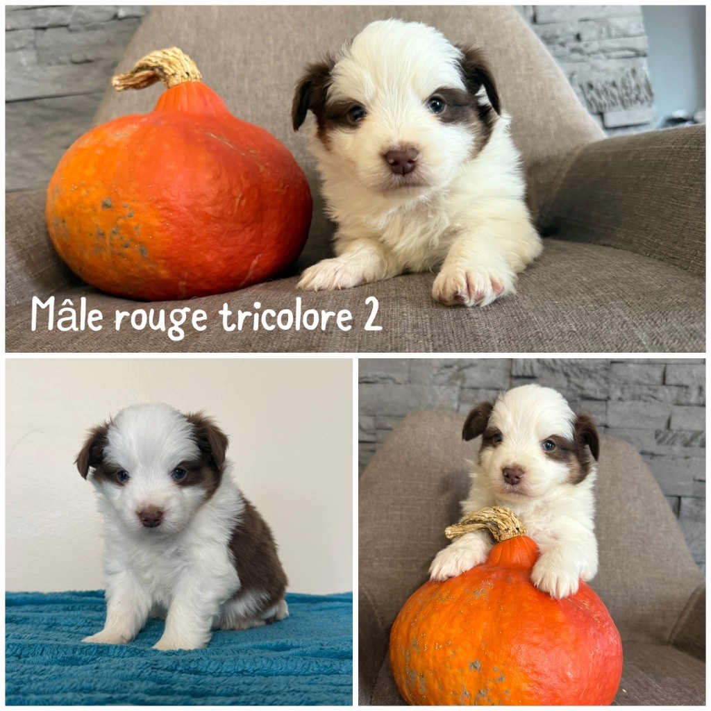 Des Terres De L'Avesnois - Chiots disponibles - Berger Américain Miniature 