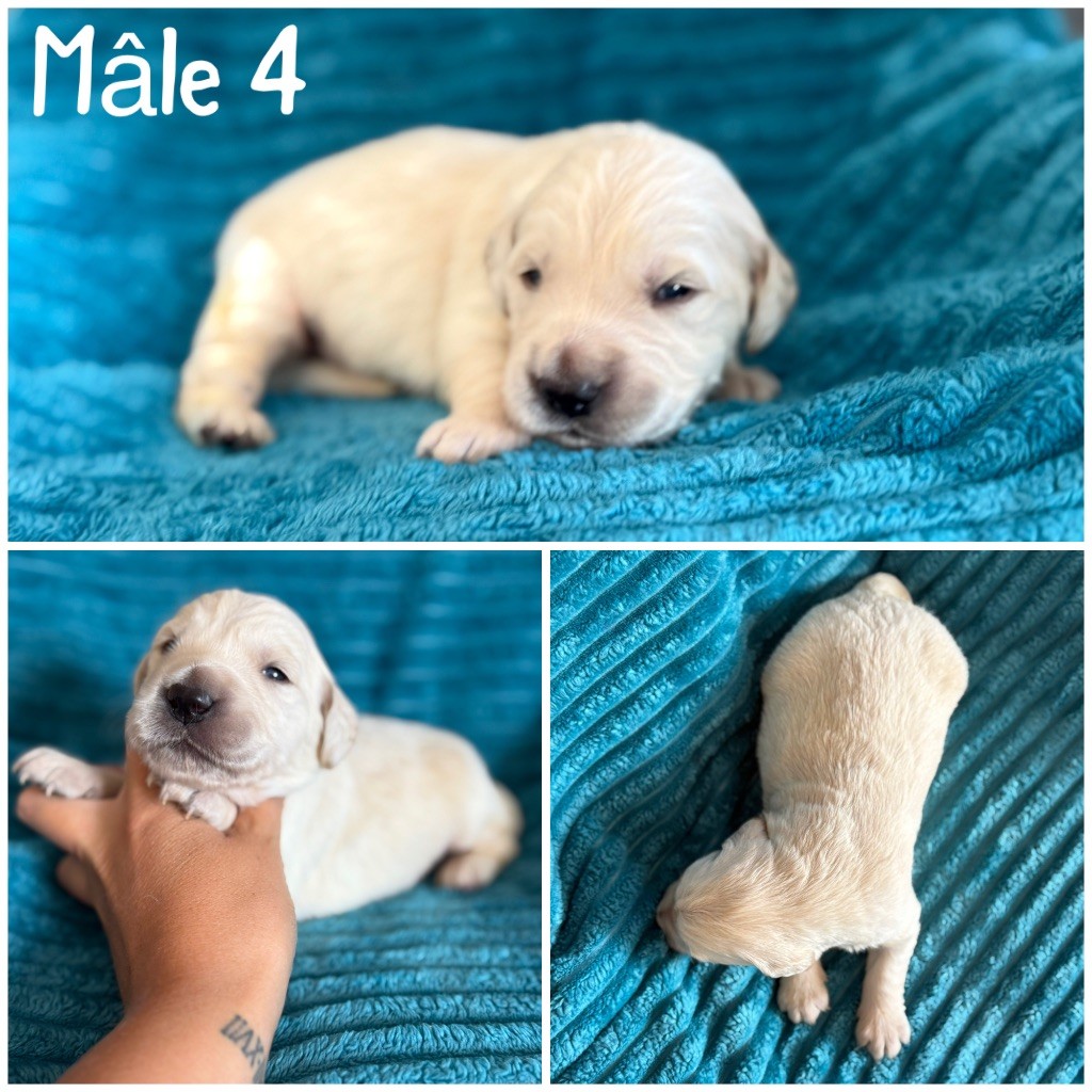 Des Terres De L'Avesnois - Chiots disponibles - Golden Retriever