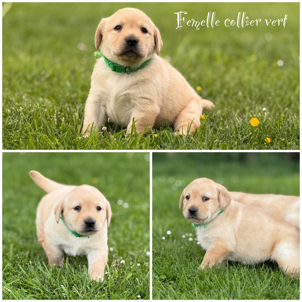 Des Terres De L'Avesnois - Chiots disponibles - Labrador Retriever
