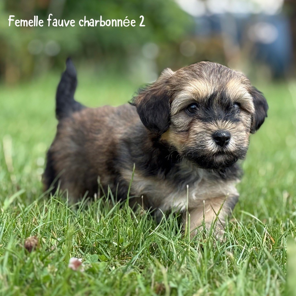 Des Terres De L'Avesnois - Chiots disponibles - Bichon Havanais
