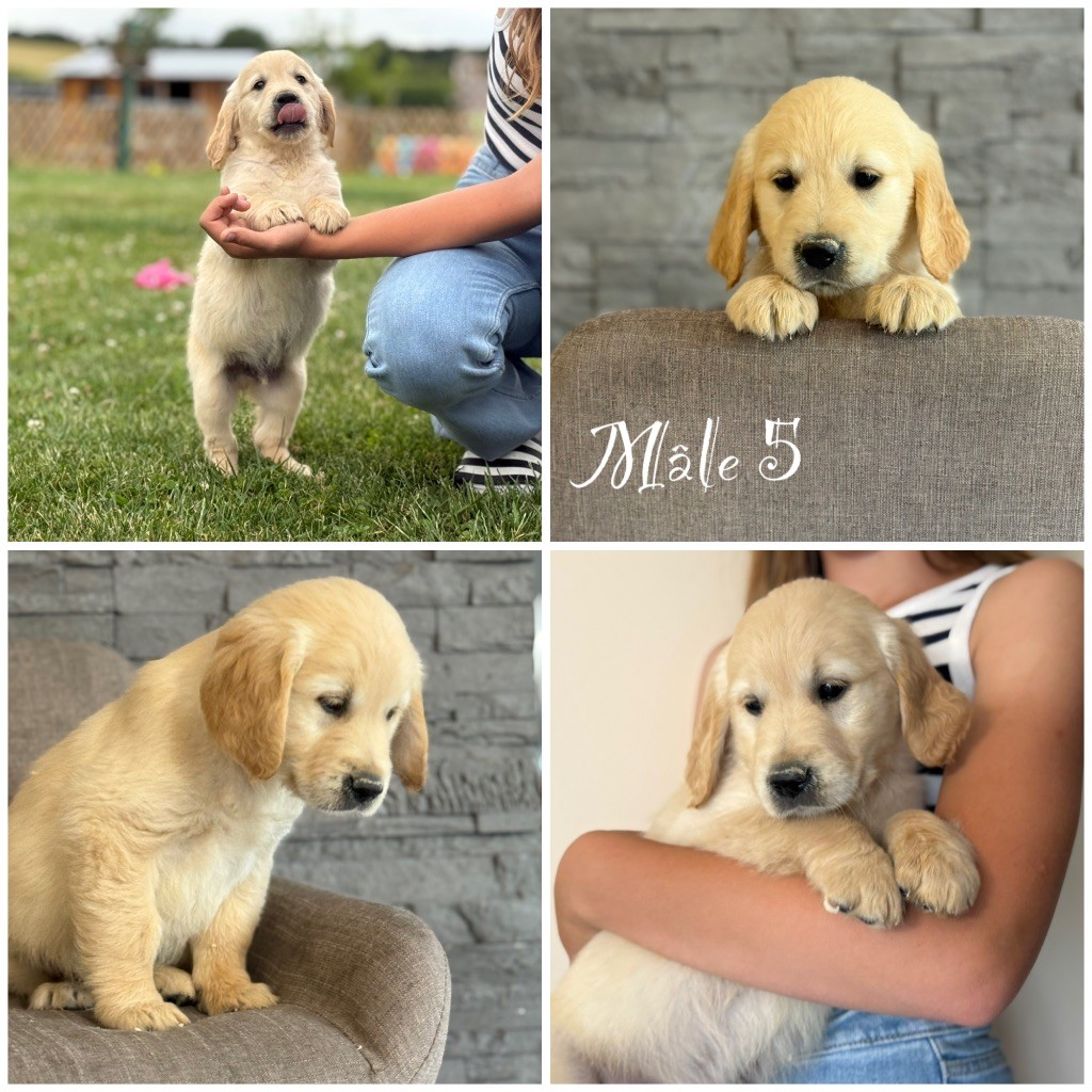 Des Terres De L'Avesnois - Chiots disponibles - Golden Retriever