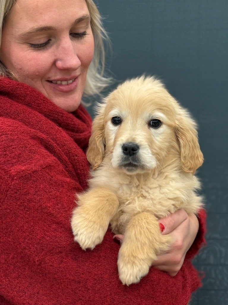 Des Terres De L'Avesnois - Golden Retriever - Portée née le 23/10/2024