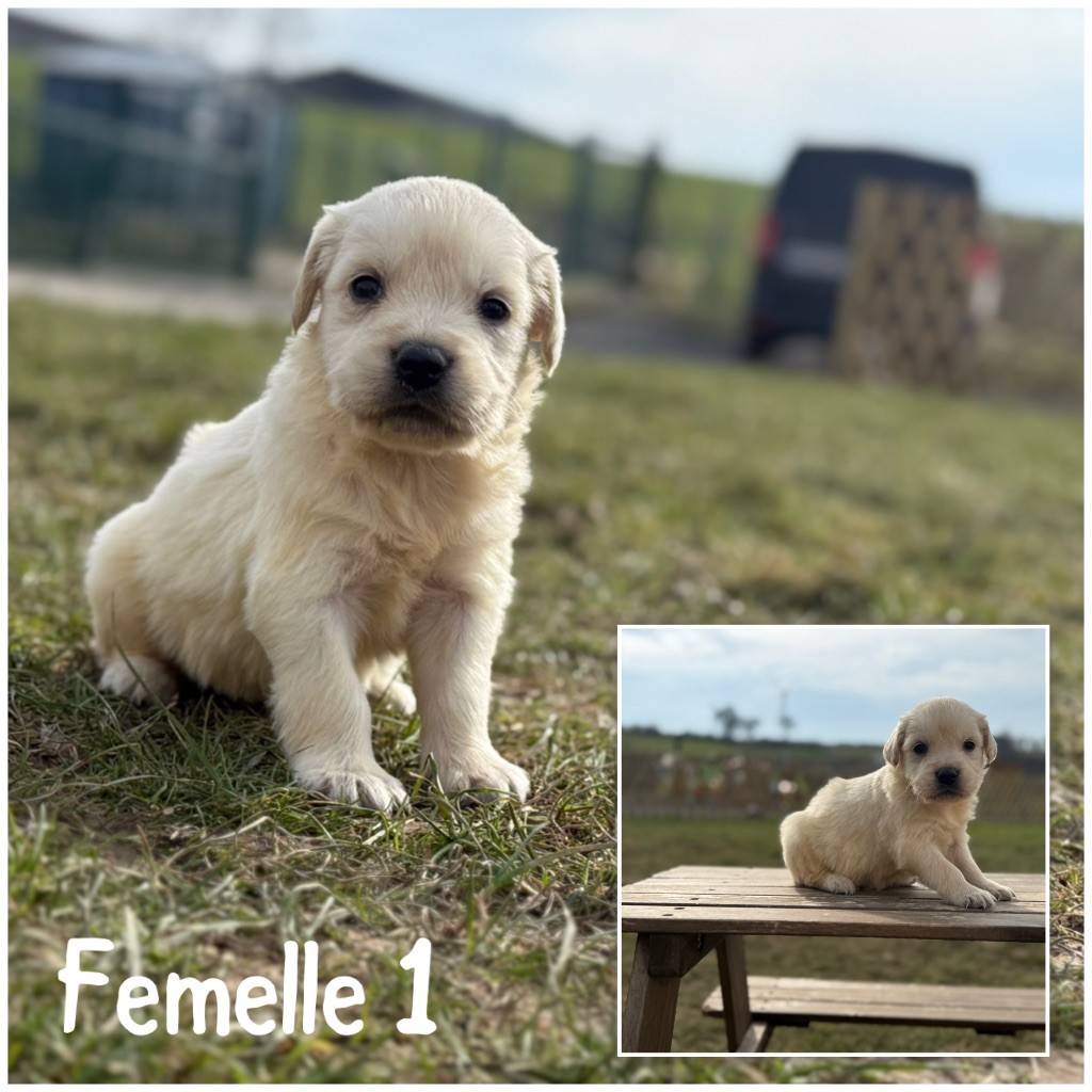 Des Terres De L'Avesnois - Chiots disponibles - Golden Retriever