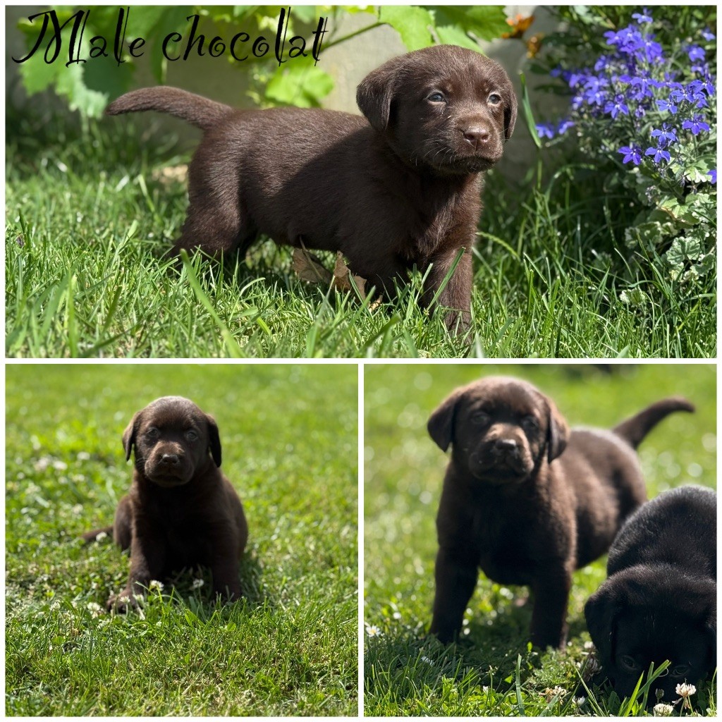 Des Terres De L'Avesnois - Chiots disponibles - Labrador Retriever