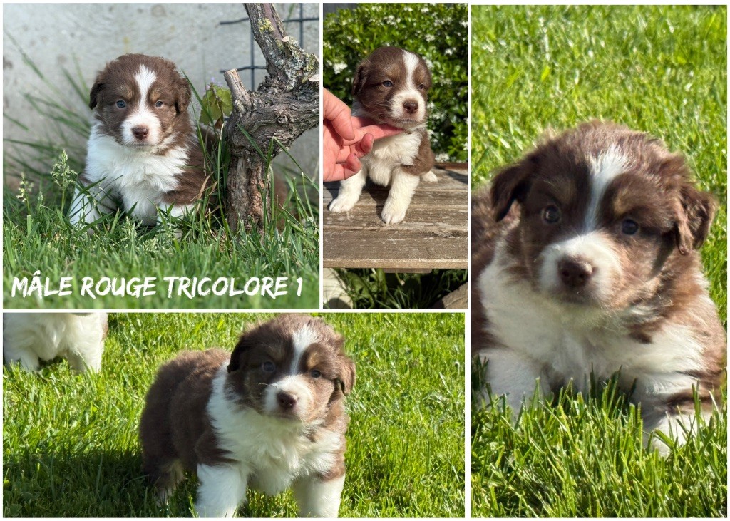 Des Terres De L'Avesnois - Chiots disponibles - Berger Américain Miniature 