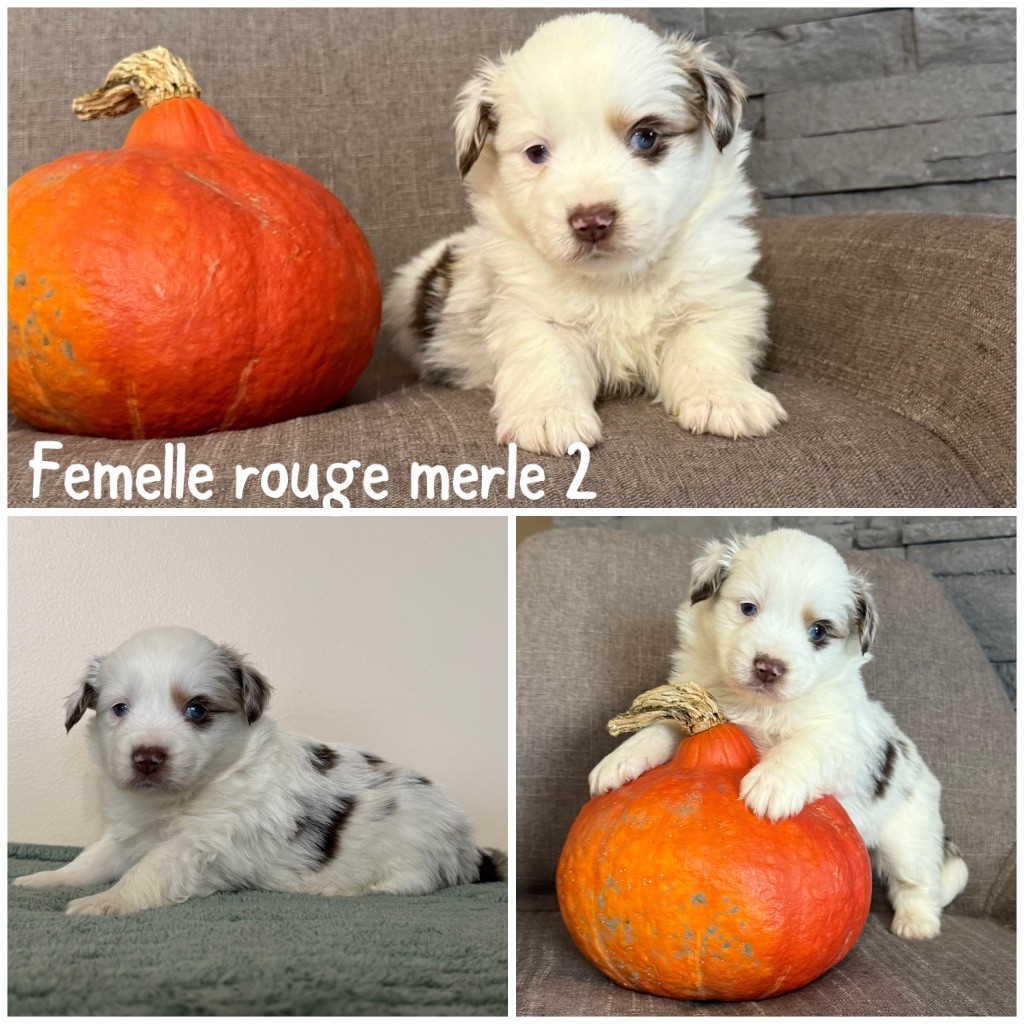 Des Terres De L'Avesnois - Chiots disponibles - Berger Américain Miniature 