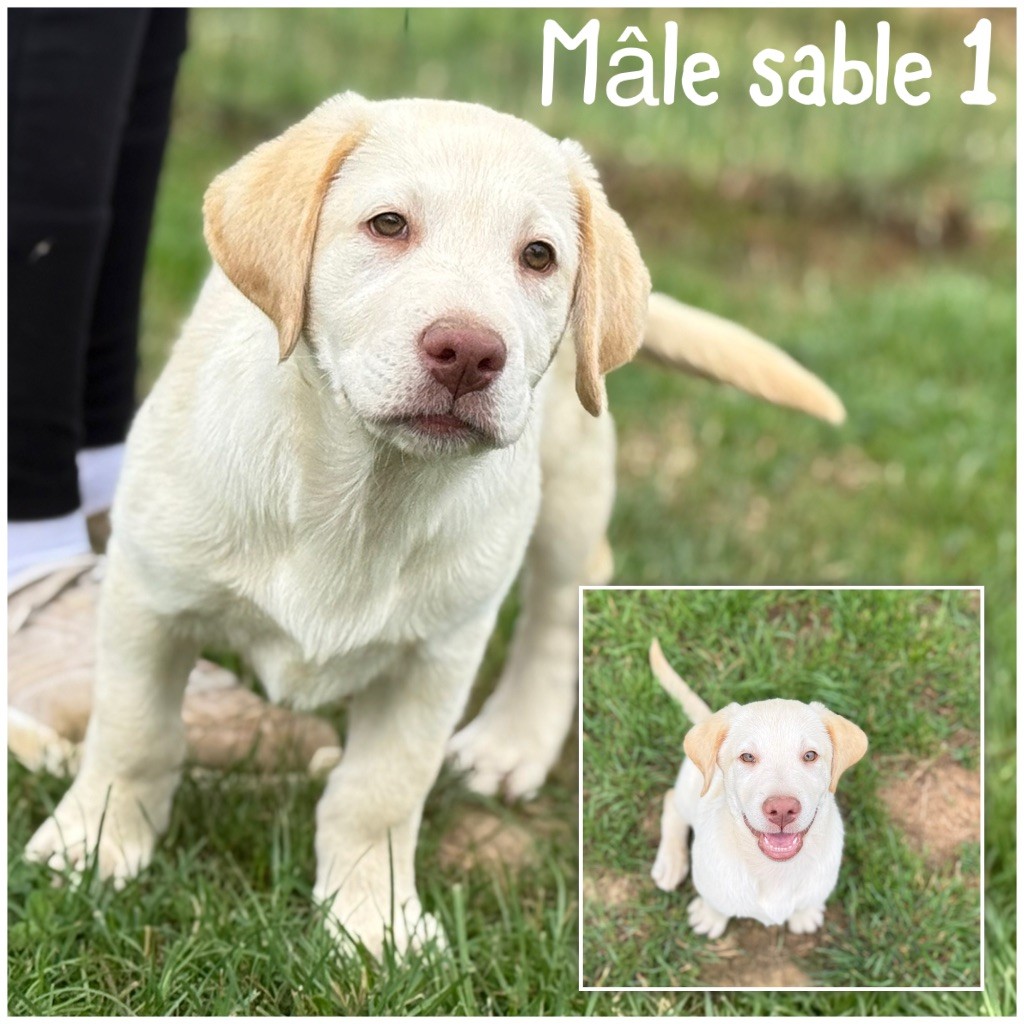 Des Terres De L'Avesnois - Chiots disponibles - Labrador Retriever