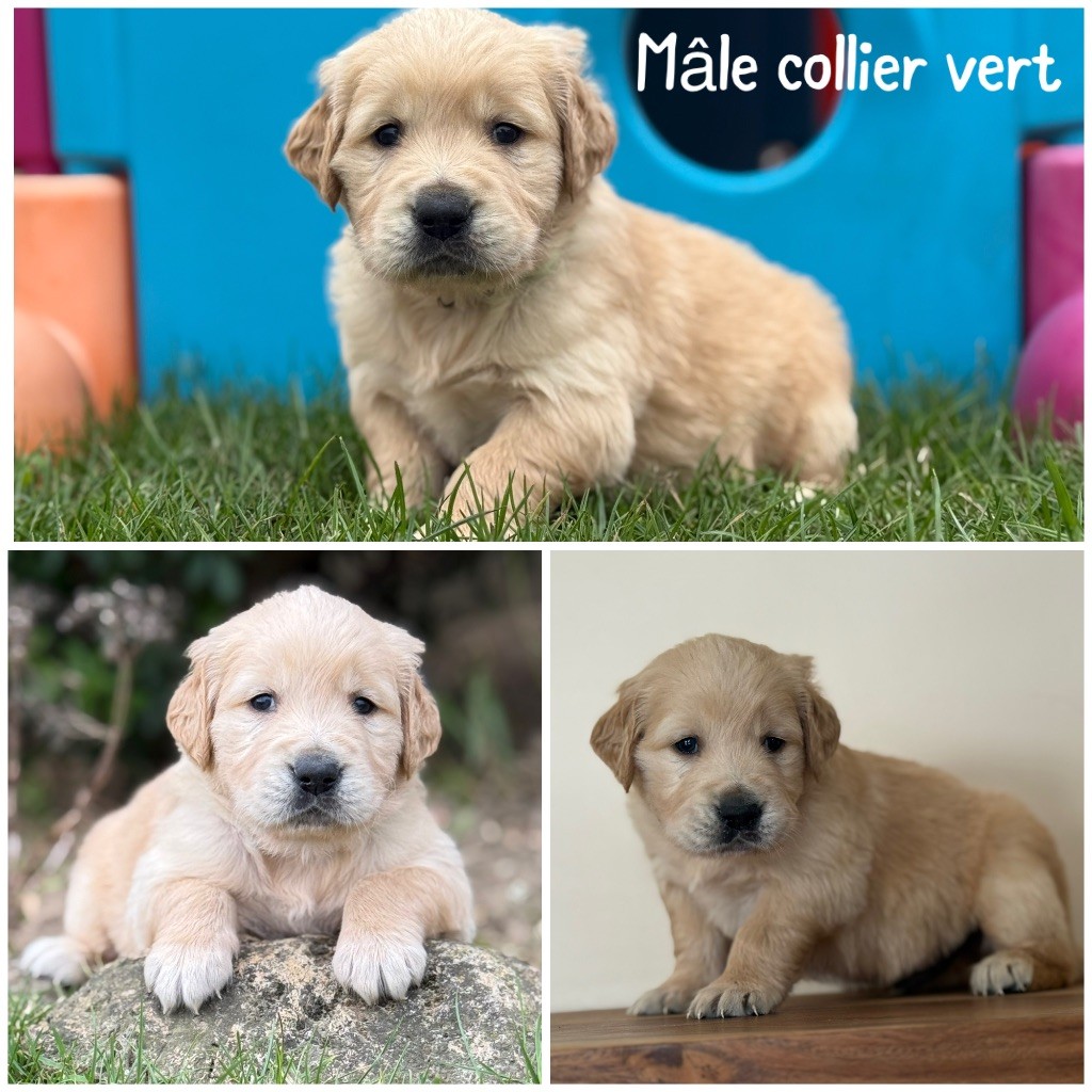 Des Terres De L'Avesnois - Chiots disponibles - Golden Retriever