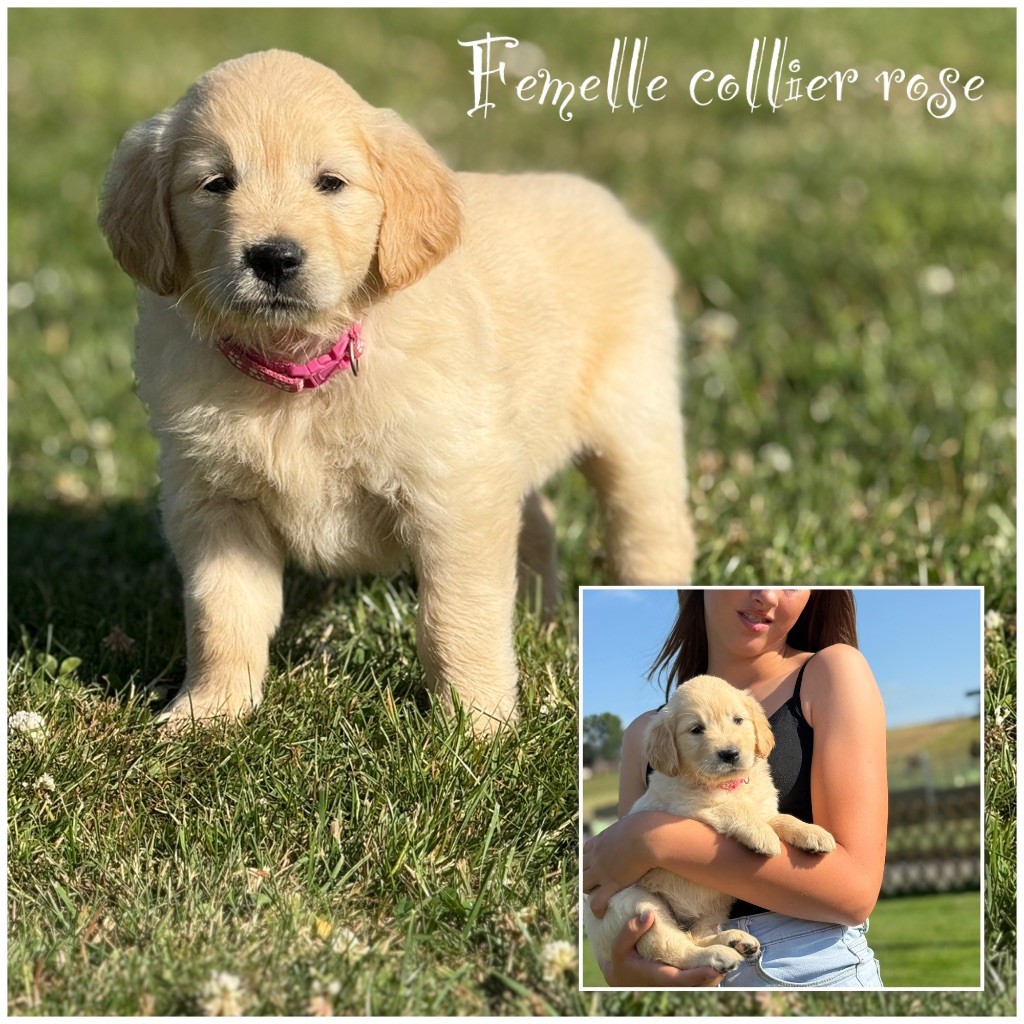 Des Terres De L'Avesnois - Chiots disponibles - Golden Retriever