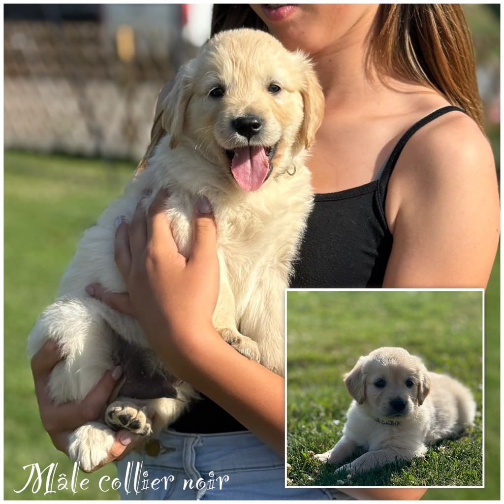 Des Terres De L'Avesnois - Chiots disponibles - Golden Retriever
