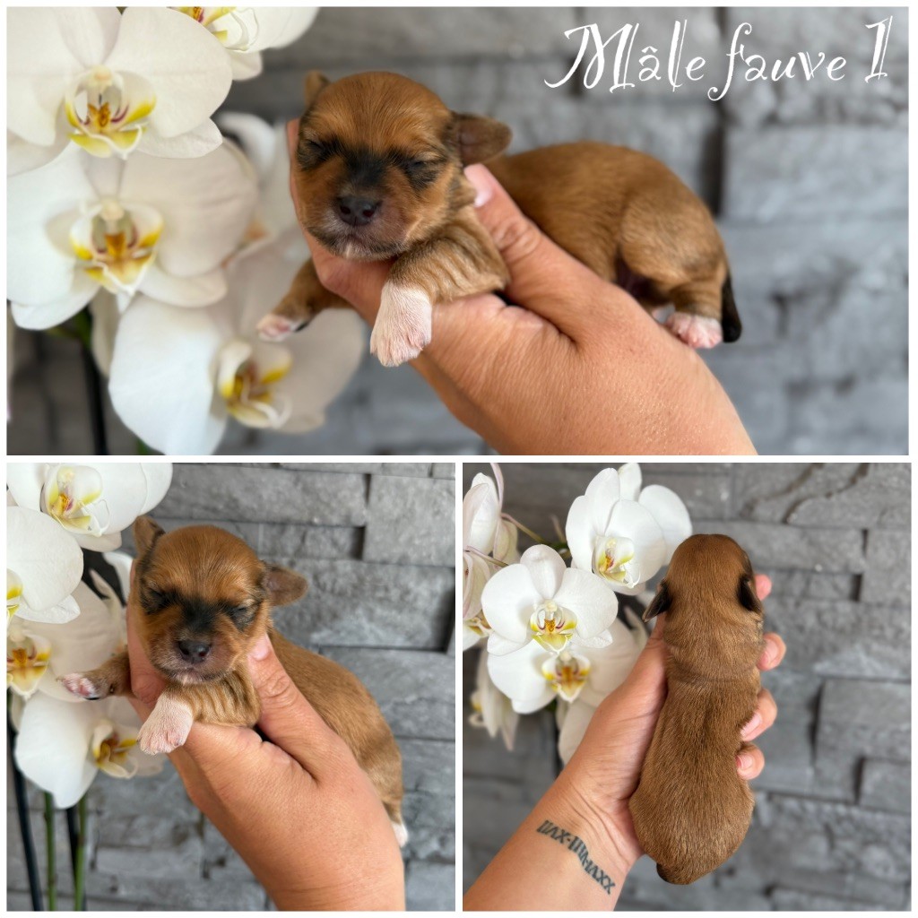 Des Terres De L'Avesnois - Chiots disponibles - Bichon Havanais