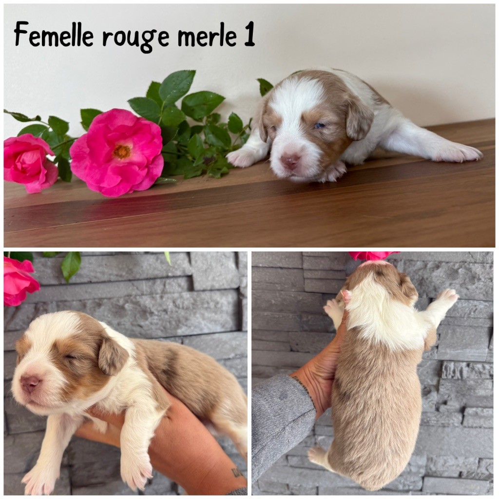 Des Terres De L'Avesnois - Chiots disponibles - Berger Américain Miniature 