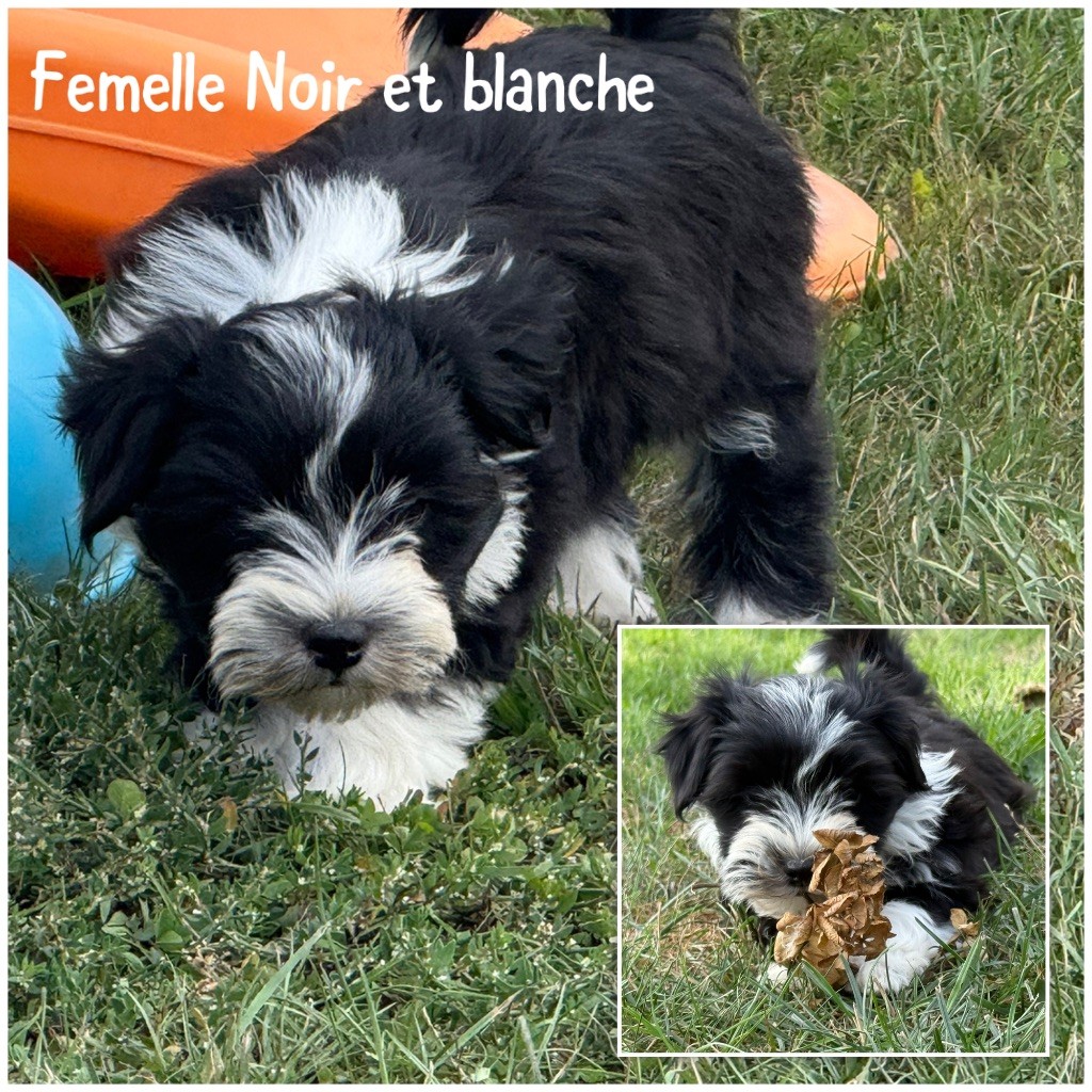 Des Terres De L'Avesnois - Chiots disponibles - Bichon Havanais