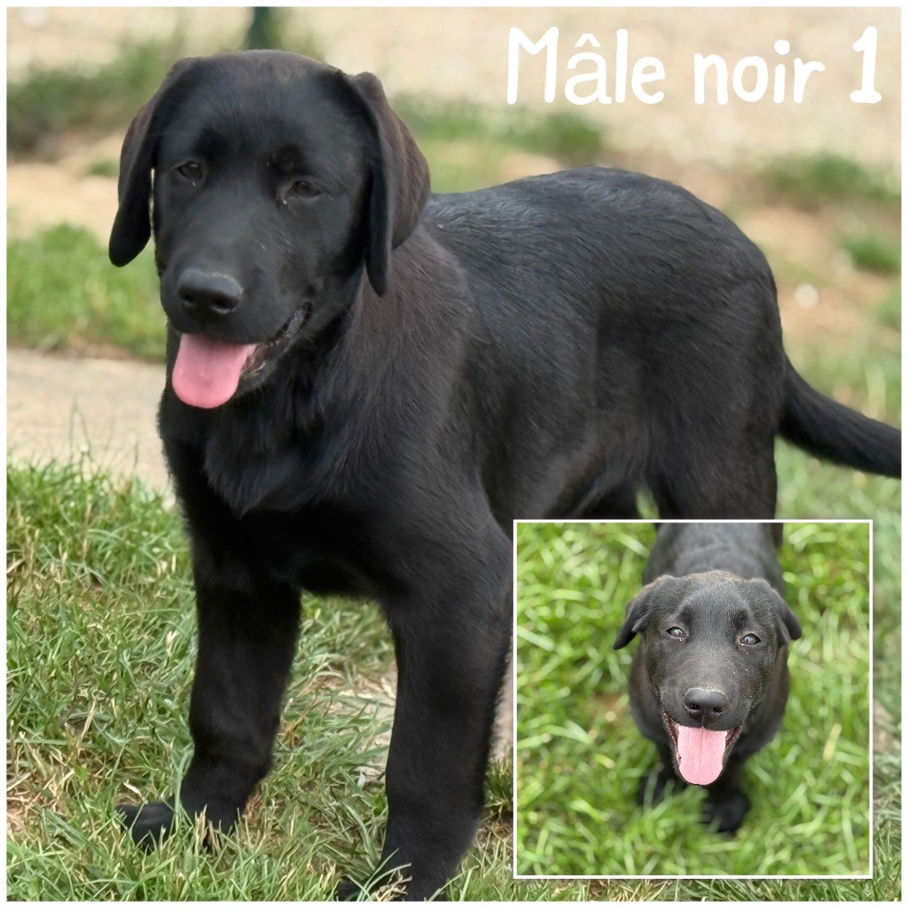Des Terres De L'Avesnois - Chiots disponibles - Labrador Retriever