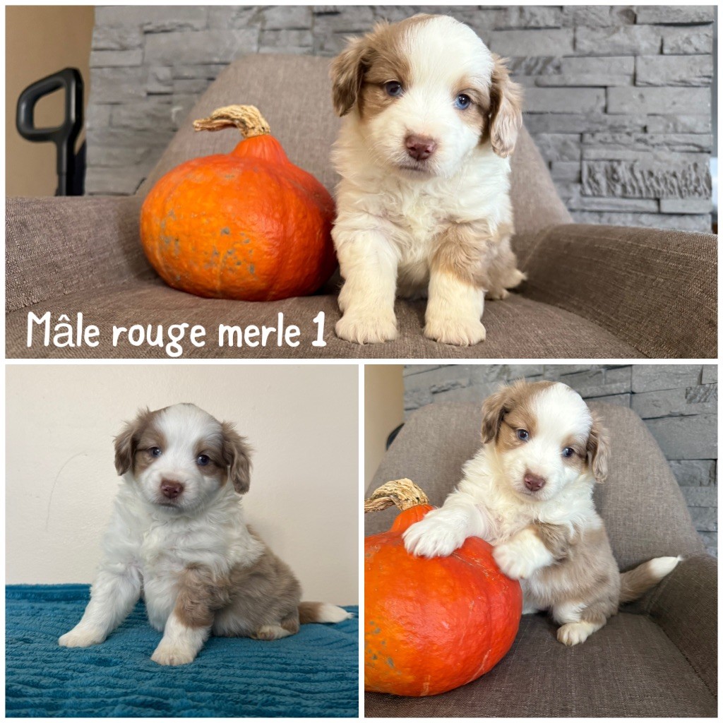 Des Terres De L'Avesnois - Chiots disponibles - Berger Américain Miniature 