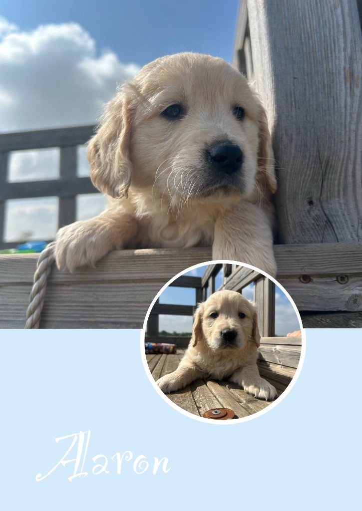 Des Terres De L'Avesnois - Chiots disponibles - Golden Retriever
