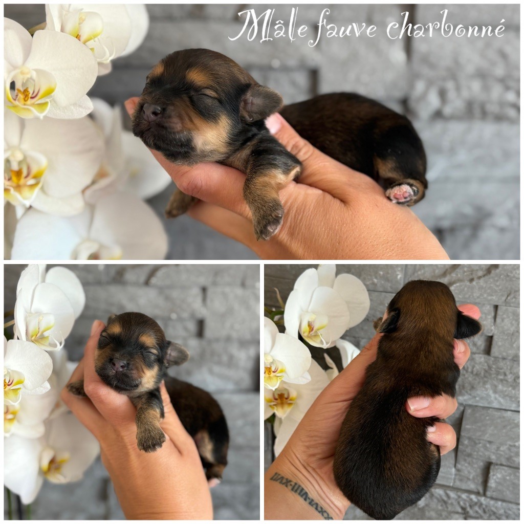 Des Terres De L'Avesnois - Chiots disponibles - Bichon Havanais