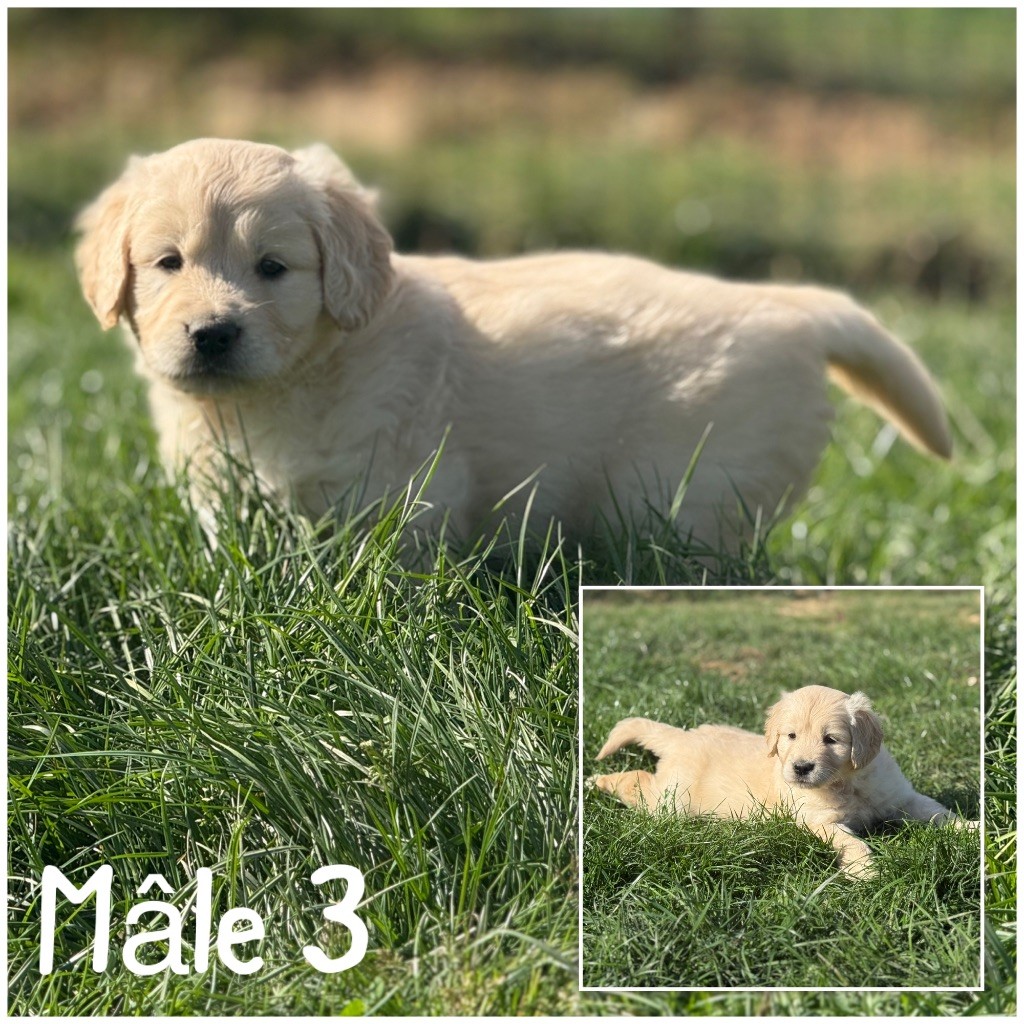 Des Terres De L'Avesnois - Chiots disponibles - Golden Retriever