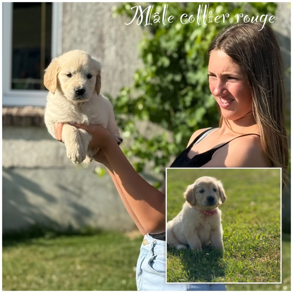 Des Terres De L'Avesnois - Chiots disponibles - Golden Retriever