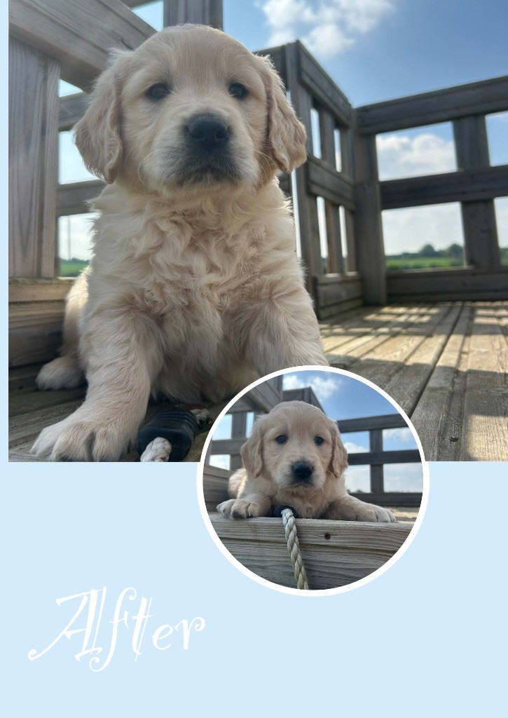 Des Terres De L'Avesnois - Chiots disponibles - Golden Retriever