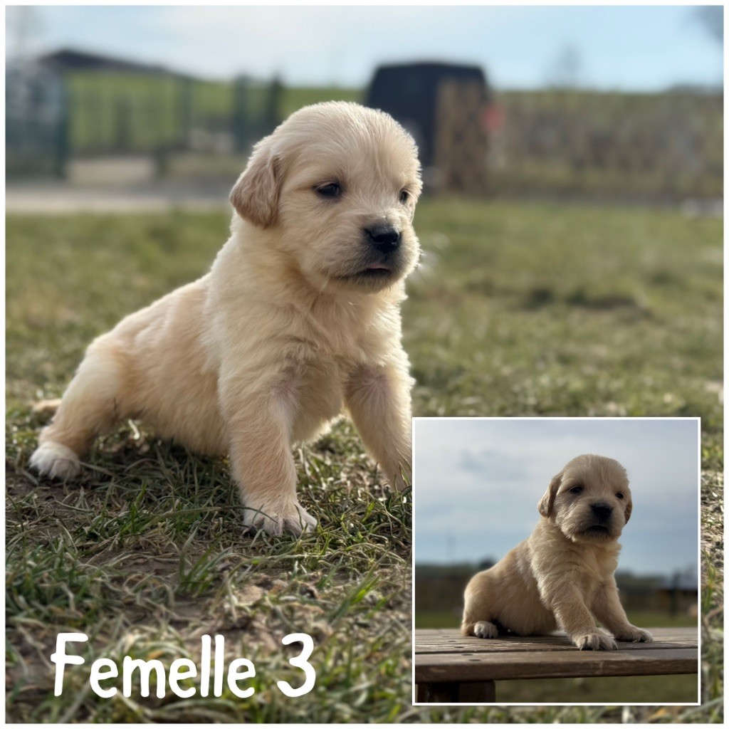 Des Terres De L'Avesnois - Chiots disponibles - Golden Retriever