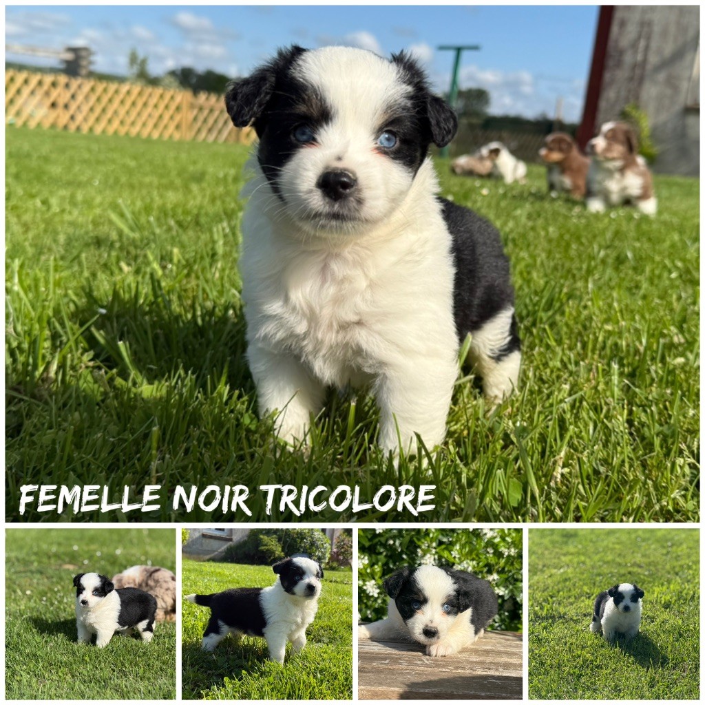 Des Terres De L'Avesnois - Chiots disponibles - Berger Américain Miniature 