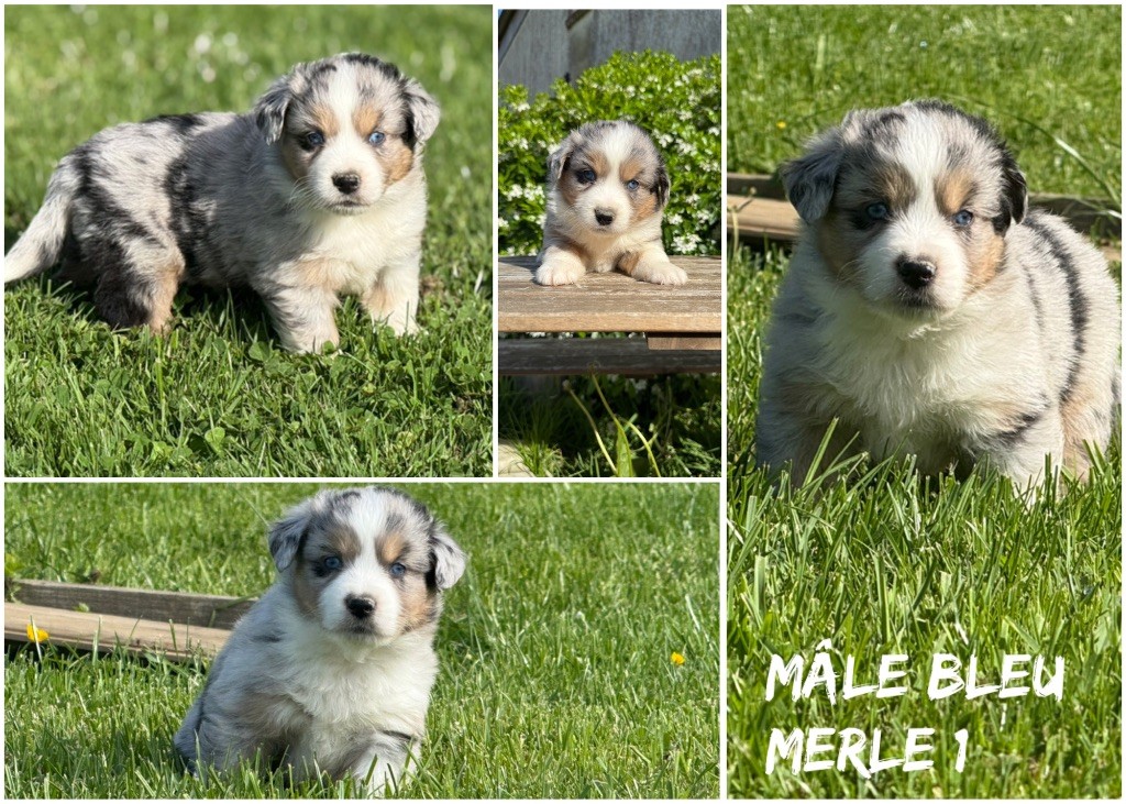 Des Terres De L'Avesnois - Chiots disponibles - Berger Américain Miniature 