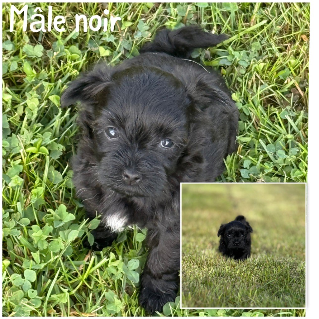 Des Terres De L'Avesnois - Chiots disponibles - Bichon Havanais
