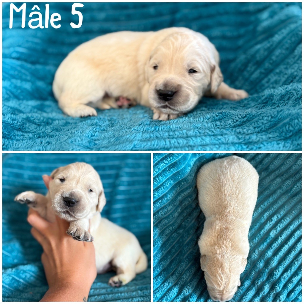 Des Terres De L'Avesnois - Chiots disponibles - Golden Retriever
