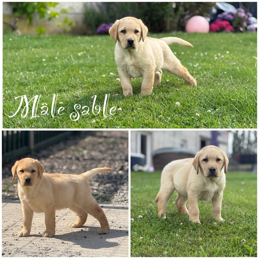 Des Terres De L'Avesnois - Chiots disponibles - Labrador Retriever