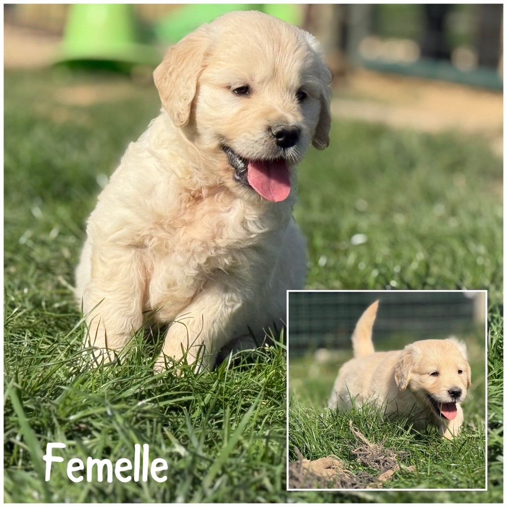 Des Terres De L'Avesnois - Chiots disponibles - Golden Retriever