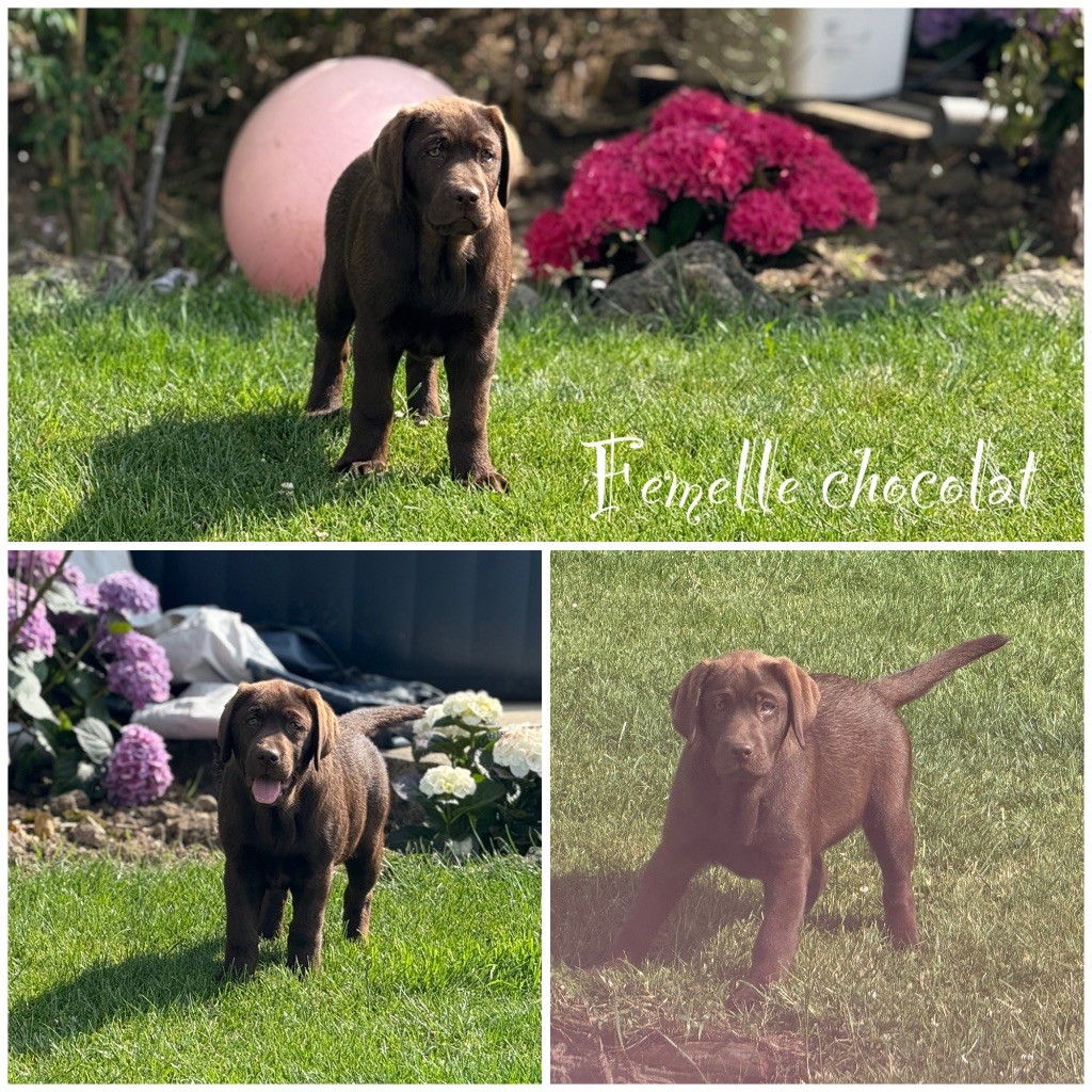Des Terres De L'Avesnois - Chiots disponibles - Labrador Retriever