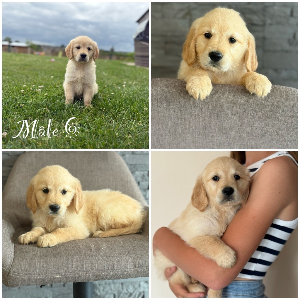 Des Terres De L'Avesnois - Chiots disponibles - Golden Retriever