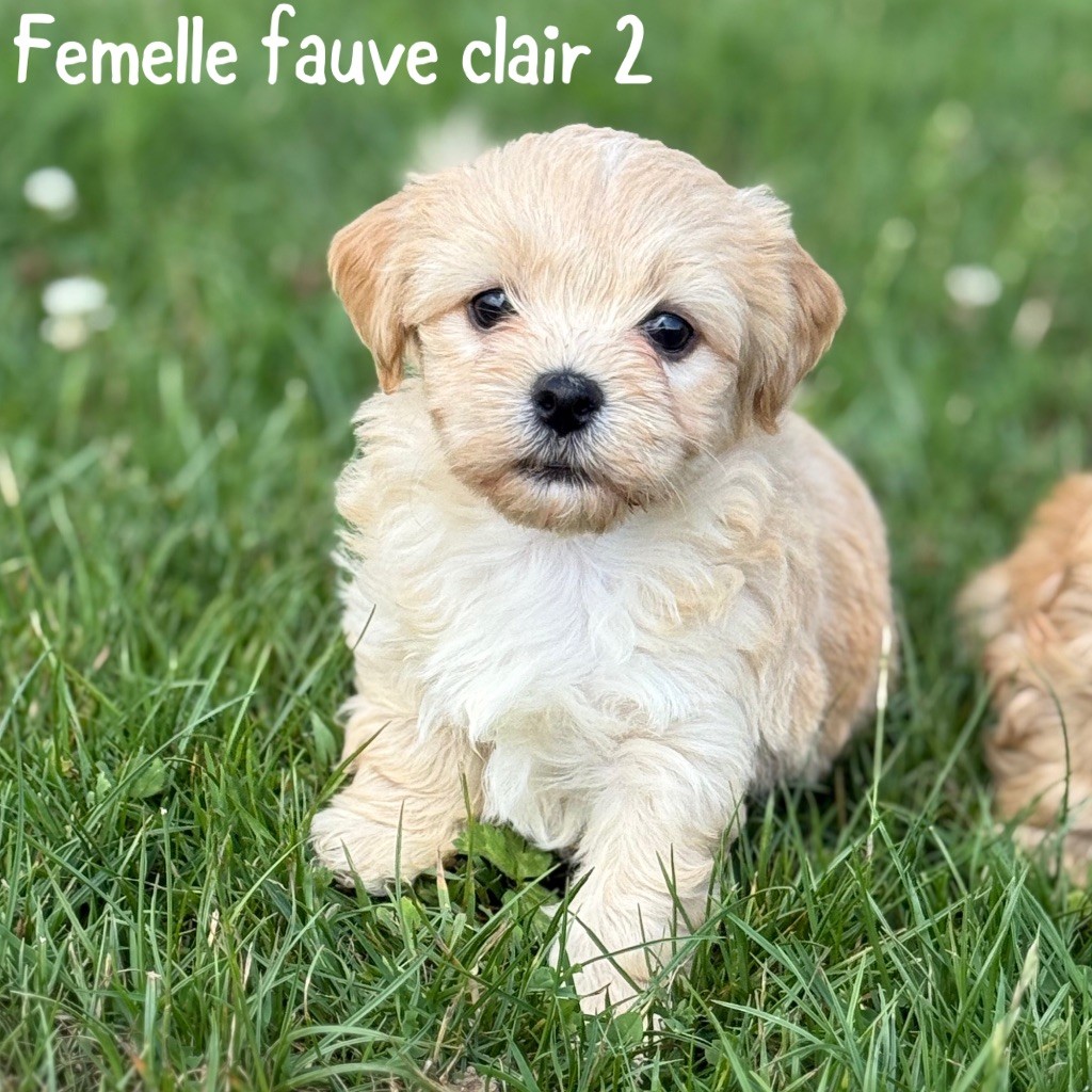 Des Terres De L'Avesnois - Chiots disponibles - Bichon Havanais