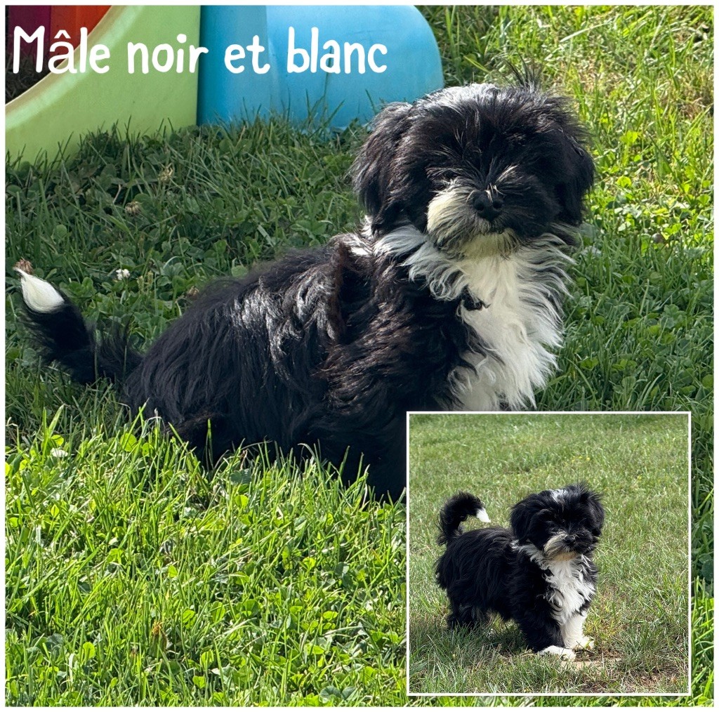 Des Terres De L'Avesnois - Chiots disponibles - Bichon Havanais