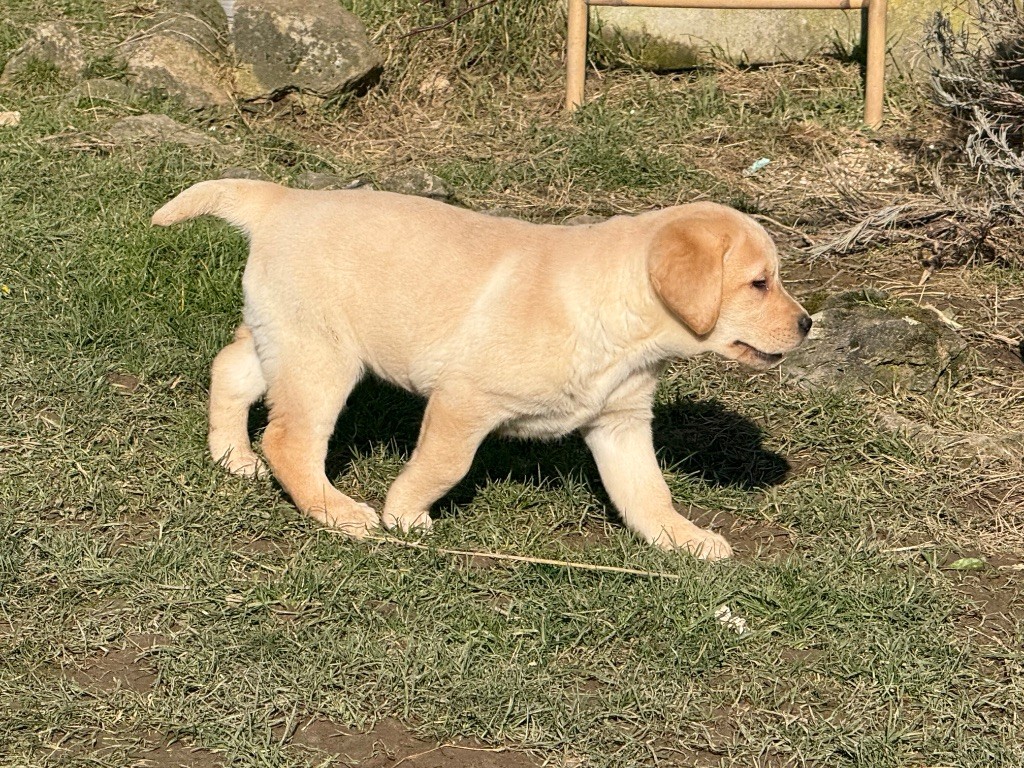 Des Terres De L'Avesnois - Chiots disponibles - Labrador Retriever