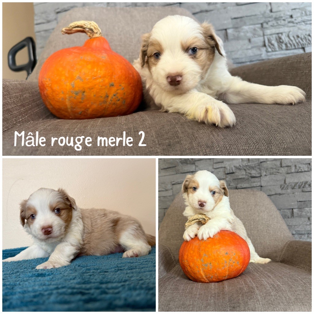 Des Terres De L'Avesnois - Chiots disponibles - Berger Américain Miniature 