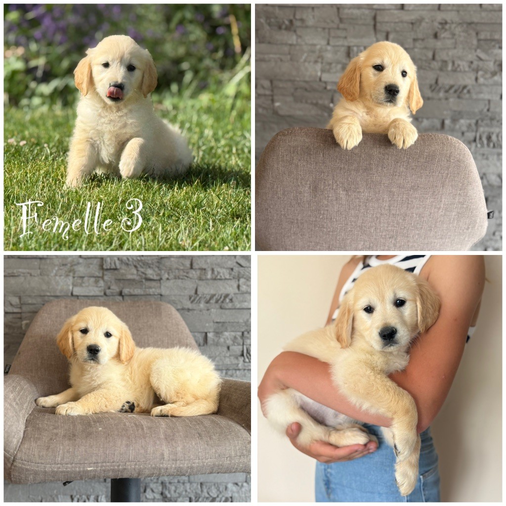 Des Terres De L'Avesnois - Chiots disponibles - Golden Retriever